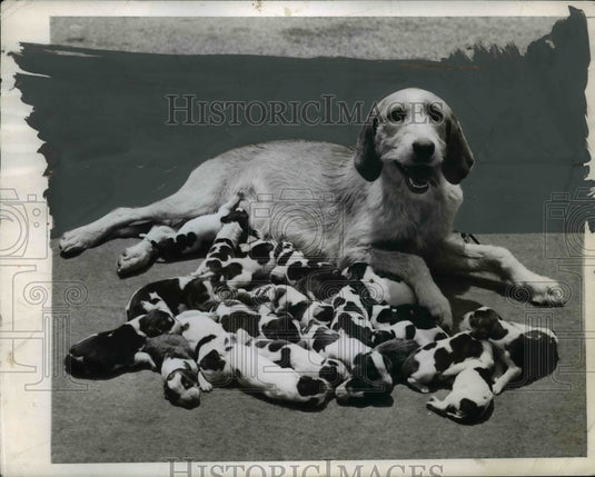 1944 Press Photo Ambler, Pennsylvania Fox Hound with 23 Puppy Litter - nef40591- Historic Images