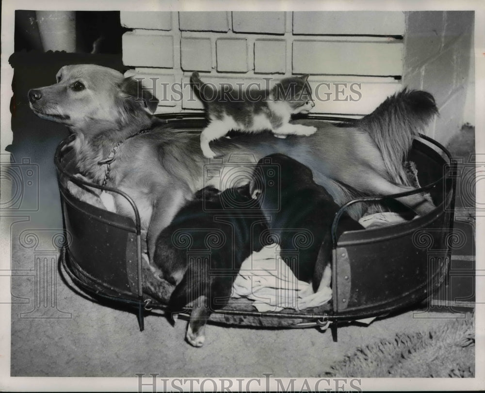 1953 Press Photo Lillian Reminick&#39;s Puppies and Kittens, Cleveland, Ohio - Historic Images