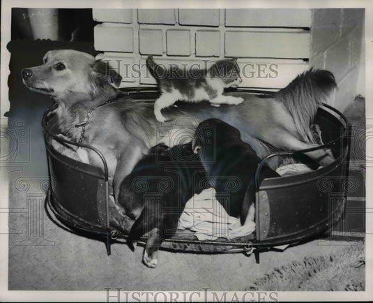 1953 Press Photo Lillian Reminick's Puppies and Kittens, Cleveland, Ohio - Historic Images