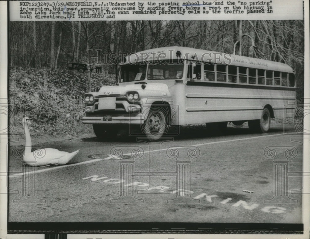 1960 Press Photo Swan Crossing Highway, blocking School Bus in New Jersey - Historic Images