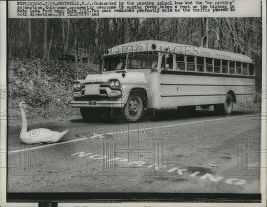 1960 Press Photo Swan Crossing Highway, blocking School Bus in New Jersey - Historic Images