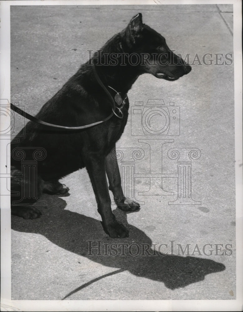 1957 Doberman Pinscher Fritz at the animal Protective League - Historic Images