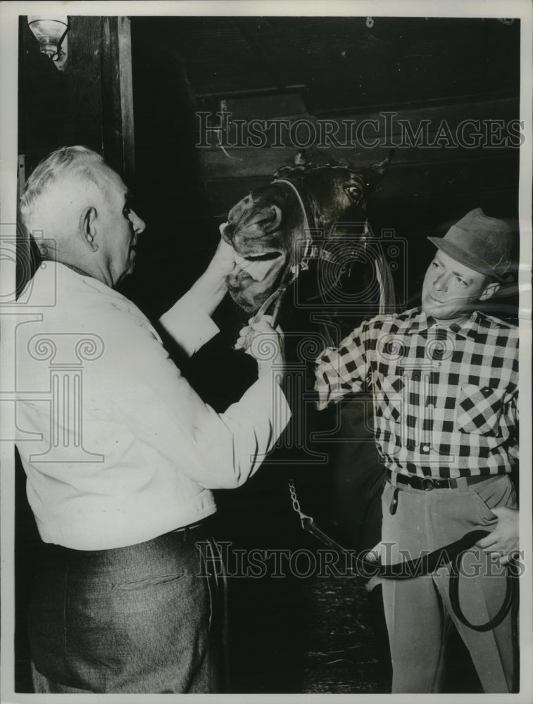 1961 Press Photo Horses Don&#39;t Have Nerves in Their Heads So Pronto Felt Nothing-Historic Images