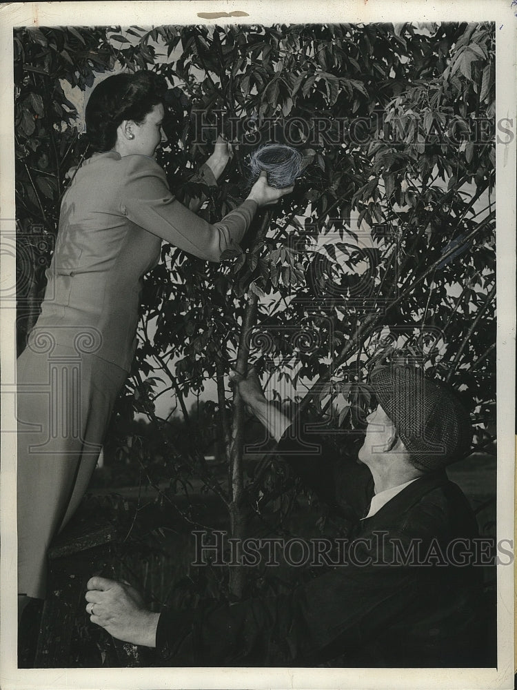 1945 Mrs Lillian Howell & Ottoa J Homuth Place Robin's Nest in Tree - Historic Images