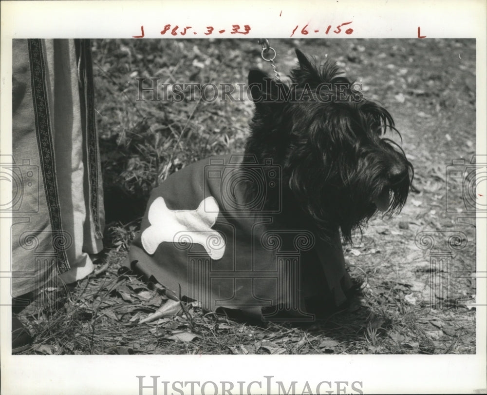 Dog Dressed in Outfit at Warm Springs Georgia  - Historic Images