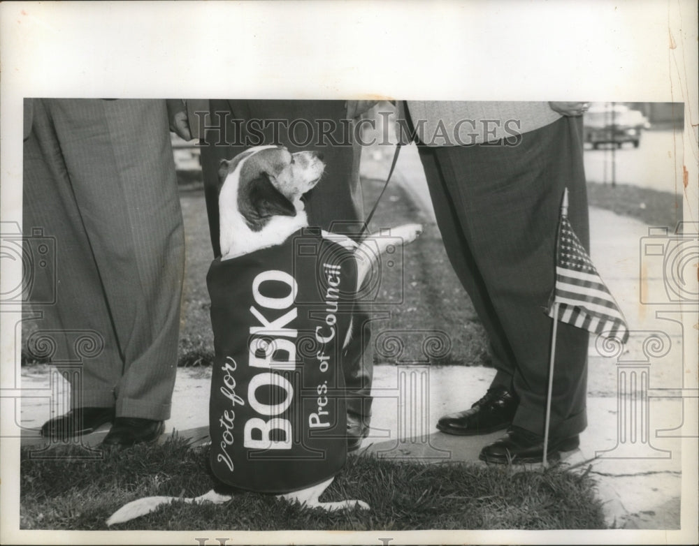 1959 Press Photo Dog wears a campaign Shirt - Historic Images