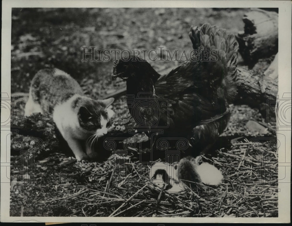 1932 Press Photo Chicken Adopts Liter of Kittens Mother Cat Seems Satisfied - Historic Images