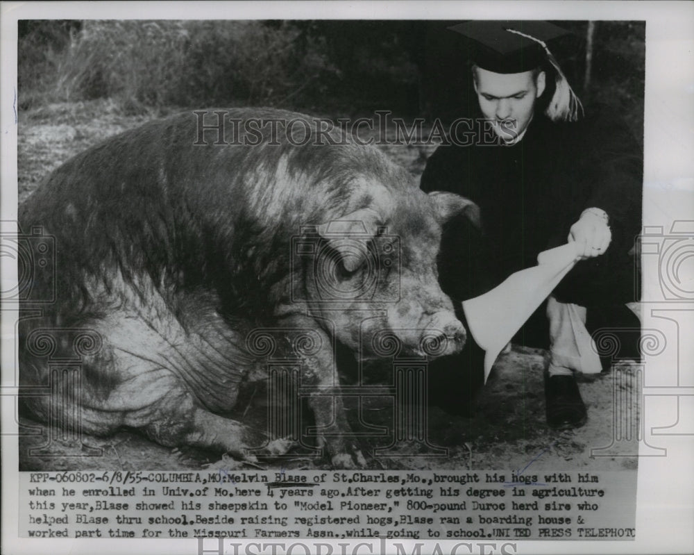 1955 Press Photo Melvin Blase Boasts to Hog Whose Offspring He Sold for School-Historic Images