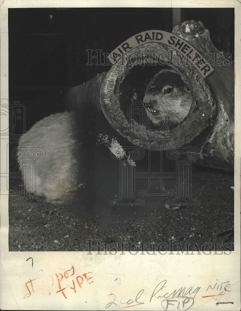 1940 Press Photo Groundhogs Egbert & Elmer at Cincinnati Zoo - Historic Images