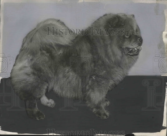 1955 Press Photo Chow Chow Puppy owned by Mrs.Margaret Winston - nef64578-Historic Images