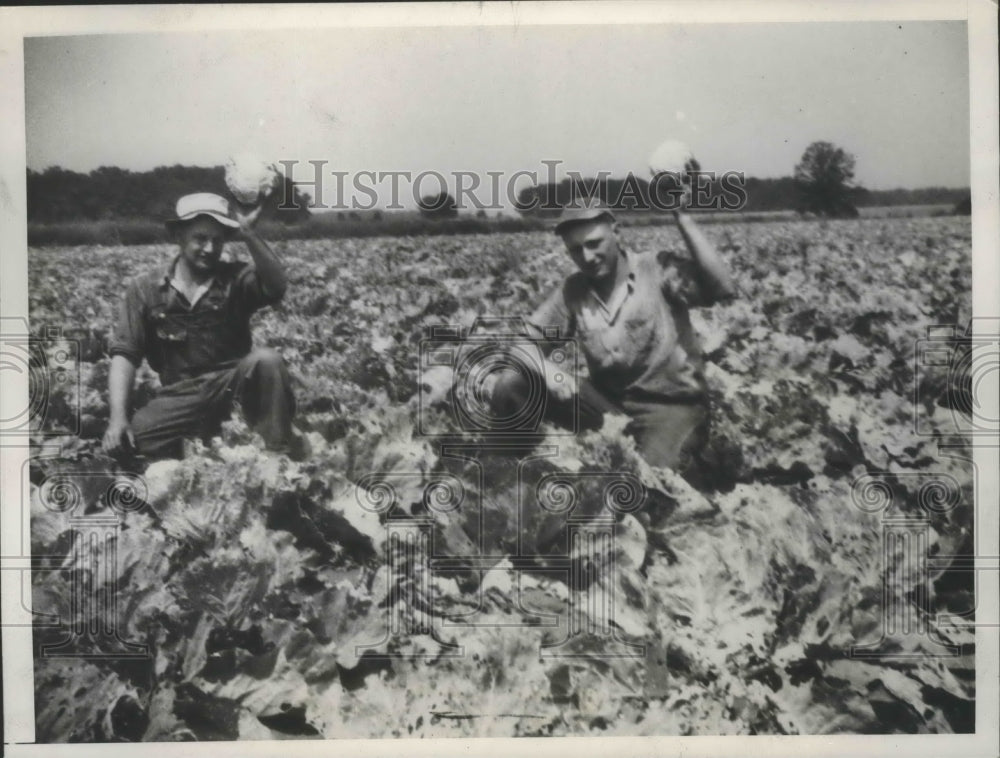 1936 Press Photo Ohio Farmers picked a Wagonload of Cabbages - Historic Images