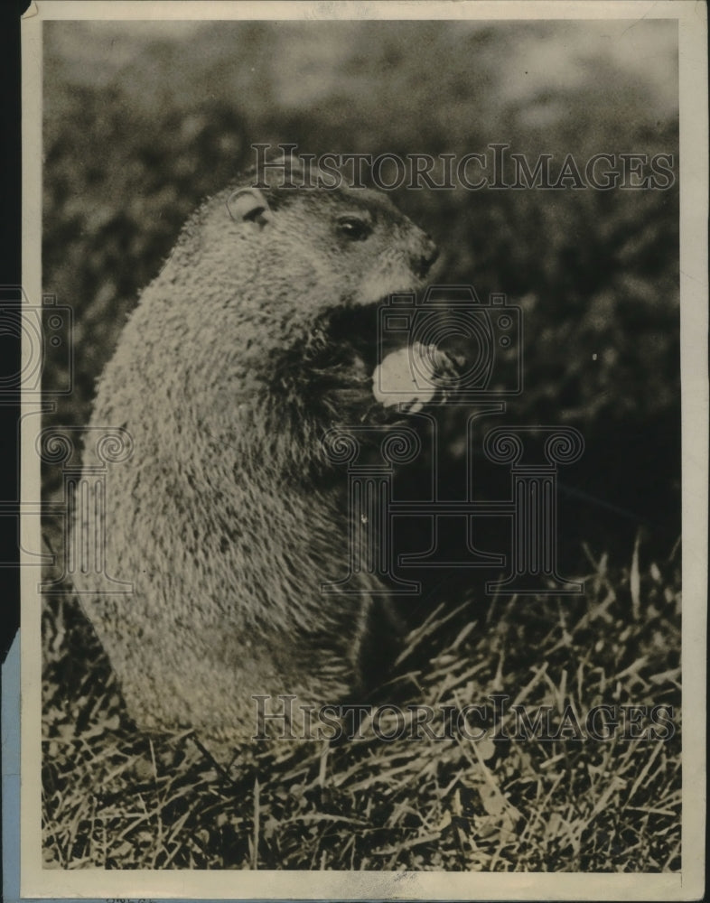 1928 Ground Hog Comes Out Long Enough to Grab Ear of Corn - Historic Images