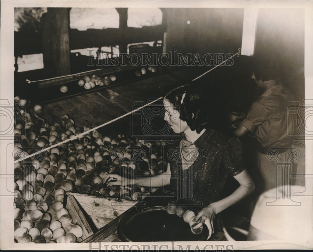 1938 Press Photo North Carolina women arrange peaches for sale in North Carolina - Historic Images