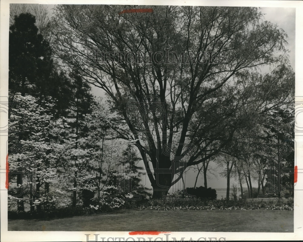 1953 Press Photo Mr & Mrs CM Huber gardens & trees on display at 20890 Avalon Dr-Historic Images