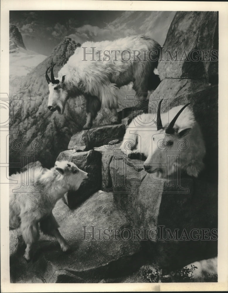 1991 Family of Mountain Goats featured on &quot;Into the Wild&quot; exhibit - Historic Images