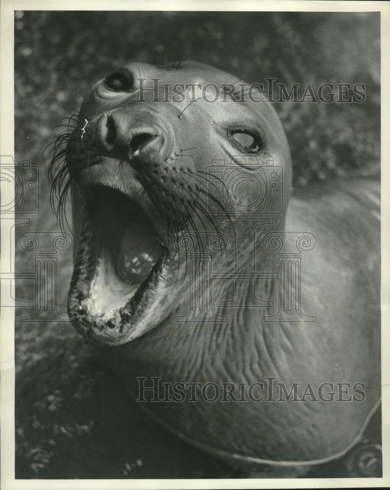 1959 Press Photo Yawny the sea elephant opens wide for air - nef71921-Historic Images