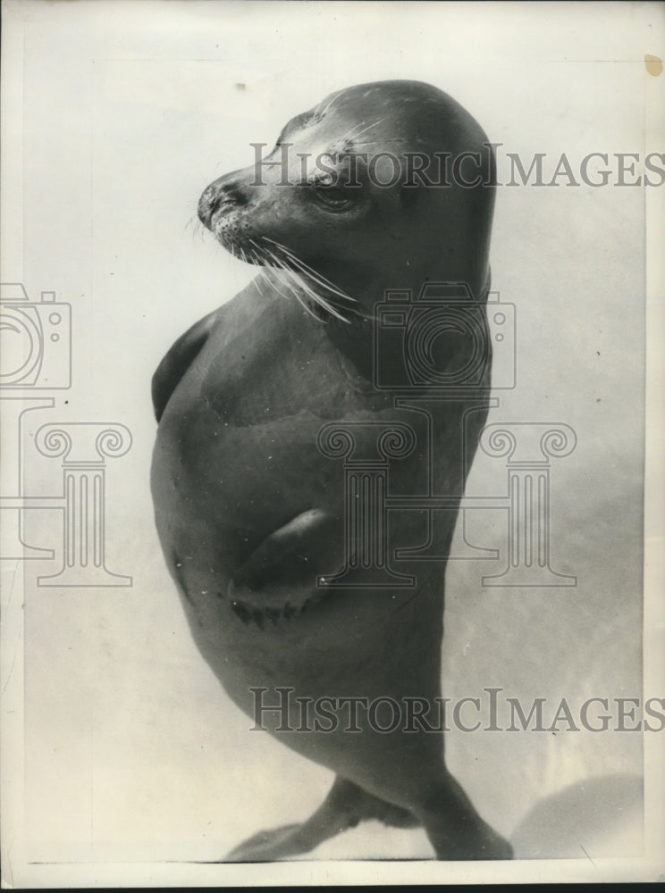 1959 Press Photo Seal maintains an upright position in the pool treading water-Historic Images