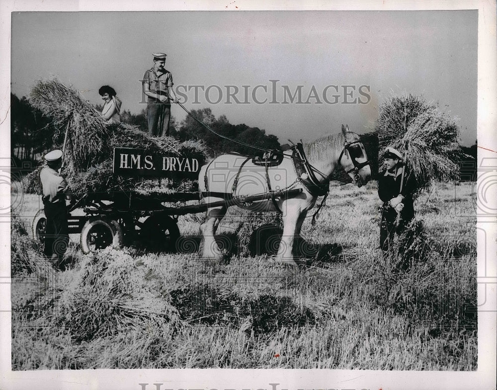 1954 Press Photo Southwick, England, Sailors help harvest oats - Historic Images