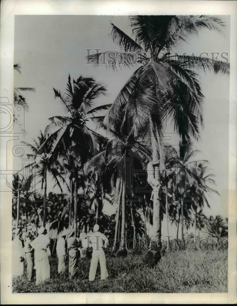 1942 Press Photo Panama sailors of local Navy district climbs trees for coconuts - Historic Images