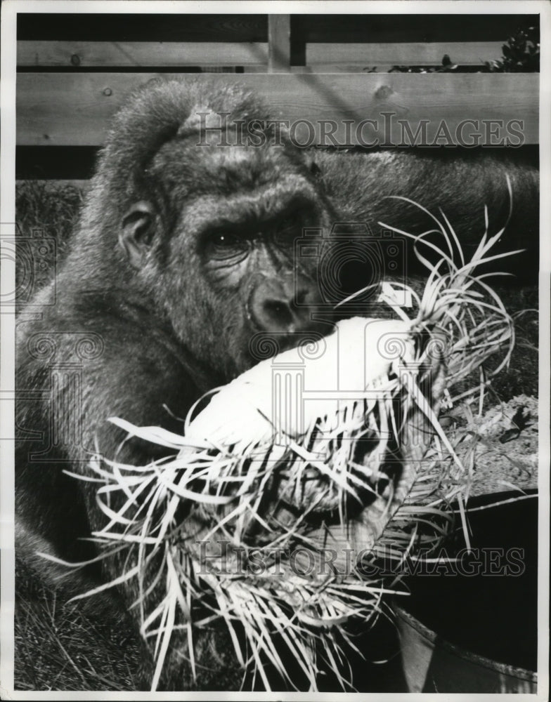 1962 Topsy playing with a straw hat proves that he&#39;s in playful mood - Historic Images