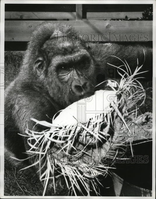 1962 Topsy playing with a straw hat proves that he's in playful mood - Historic Images