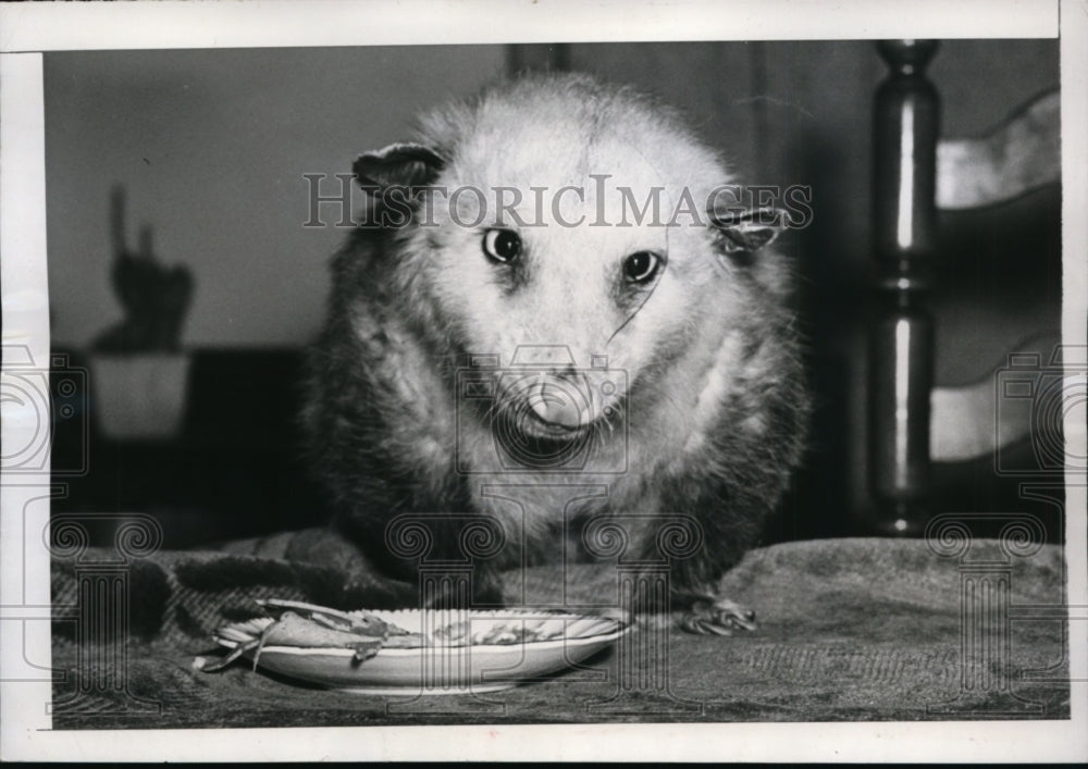 1946 Press Photo New York &quot;Patsy&quot; the pet possum looks up from his breakfast NYC - Historic Images