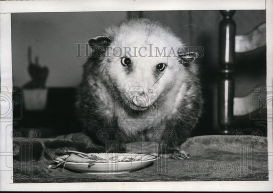 1946 Press Photo New York "Patsy" the pet possum looks up from his breakfast NYC - Historic Images