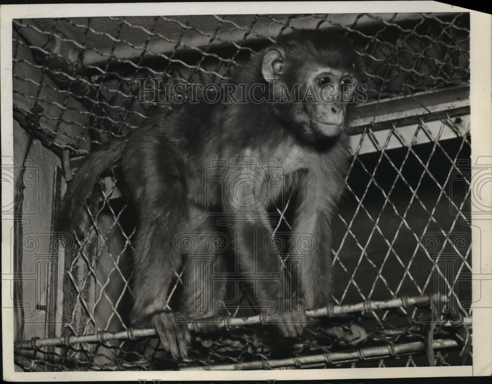 1945 New York Monkey Number 225 recaptured NYC  - Historic Images