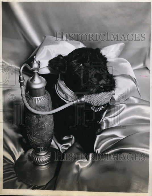 1943 New York Whisker applies "Essence De Hydrantea"-Historic Images