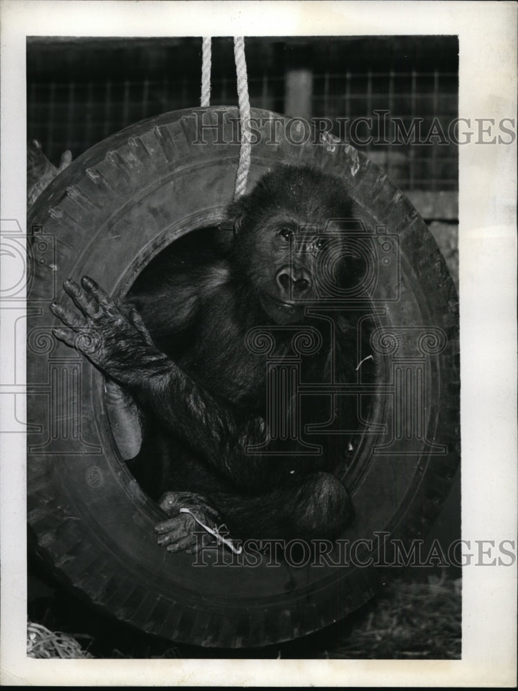 1943 New York Young Gorilla swings in a tire NYC  - Historic Images