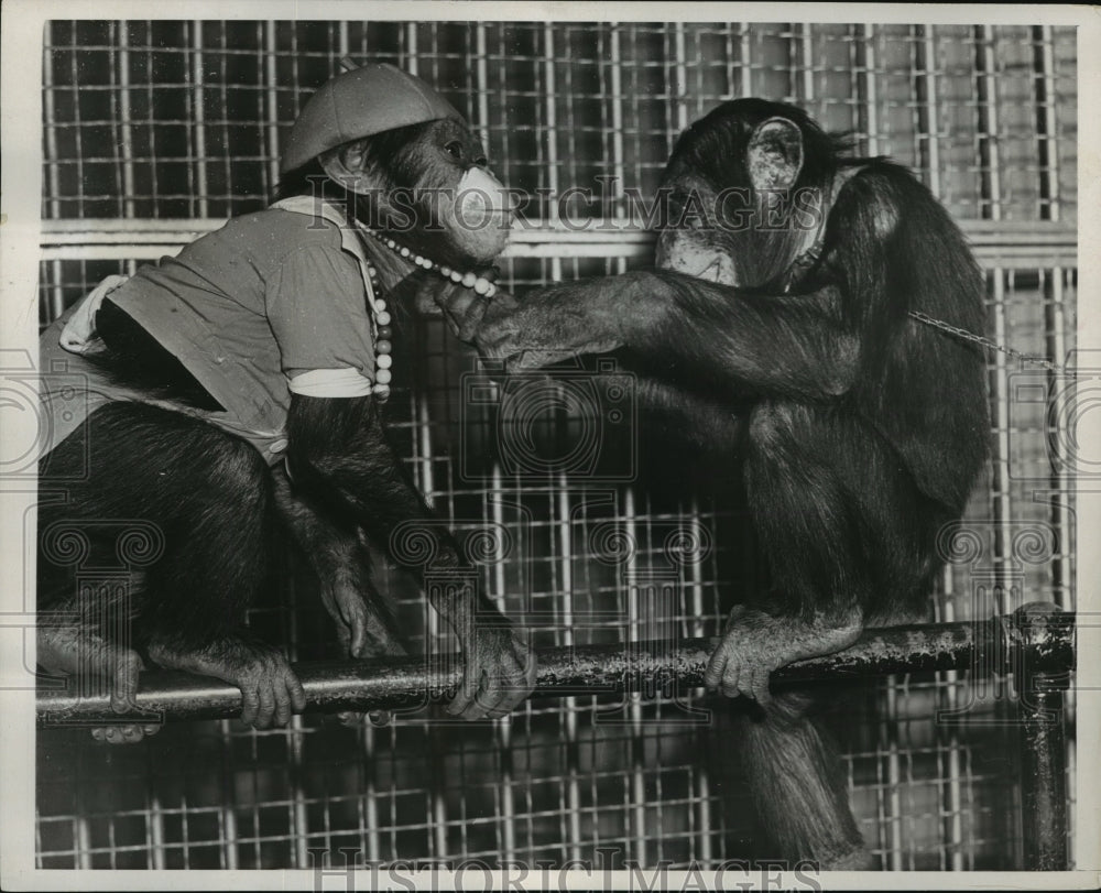 1938 New York City Zoo Induces Replacement Chimpanzee Ann NYC-Historic Images