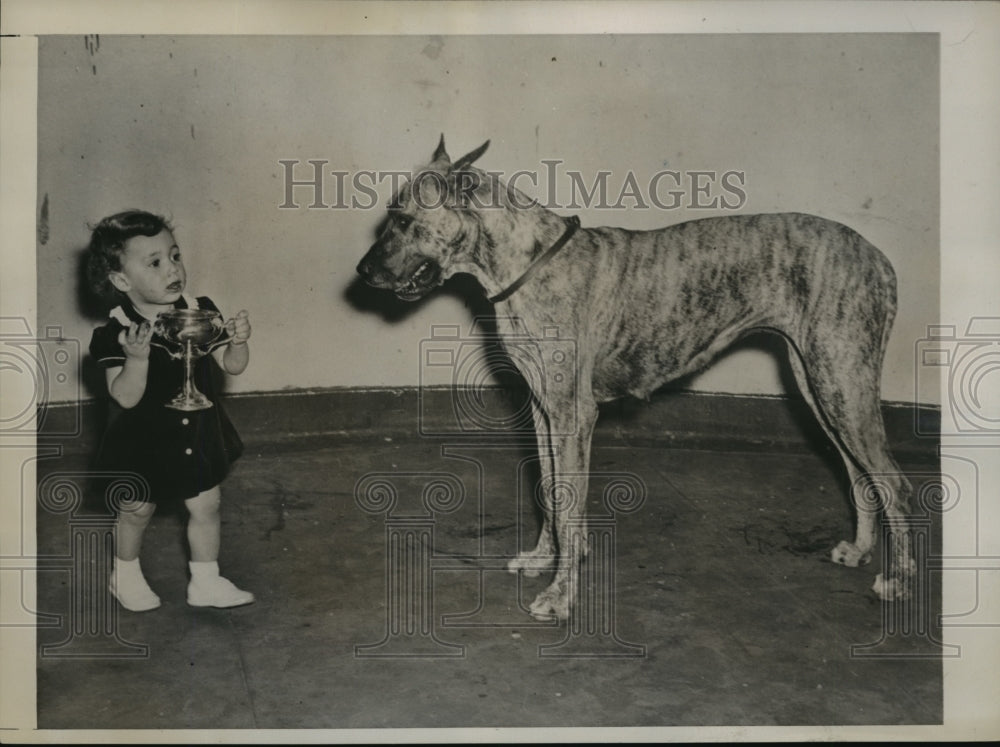 1941 Press Photo New York Juno the 2nd Great Dane Dog of Westminster Kennel NYC - Historic Images