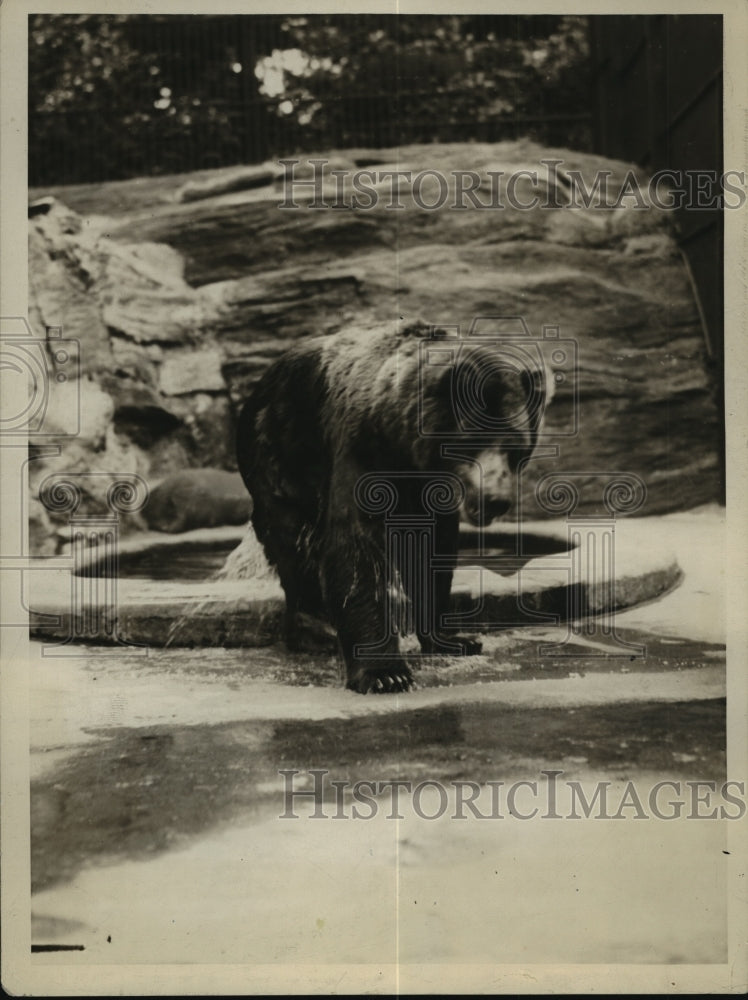 1929 Press Photo New York Bronx Zoo Alaskan Brown Bear NYC - Historic Images