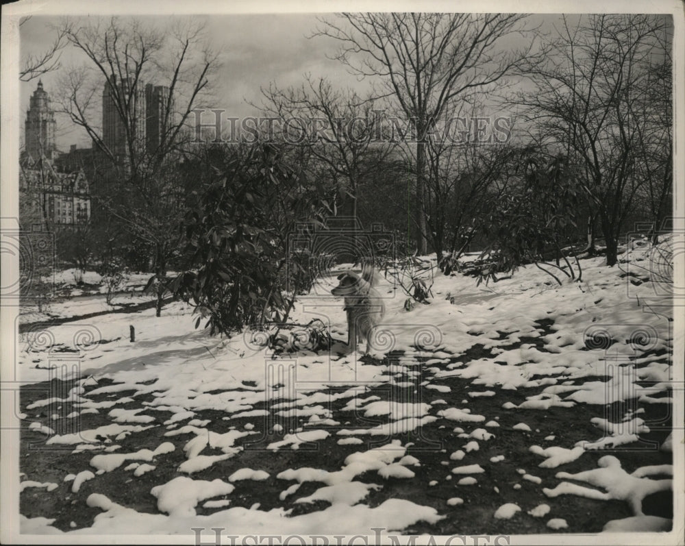 1940 New York Dog frolicking in the snow in Central Park NYC-Historic Images