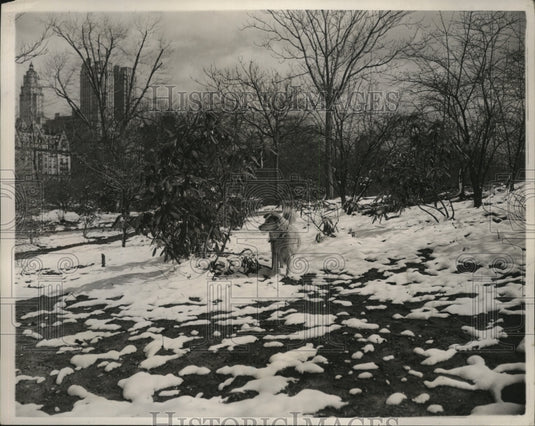 1940 New York Dog frolicking in the snow in Central Park NYC-Historic Images