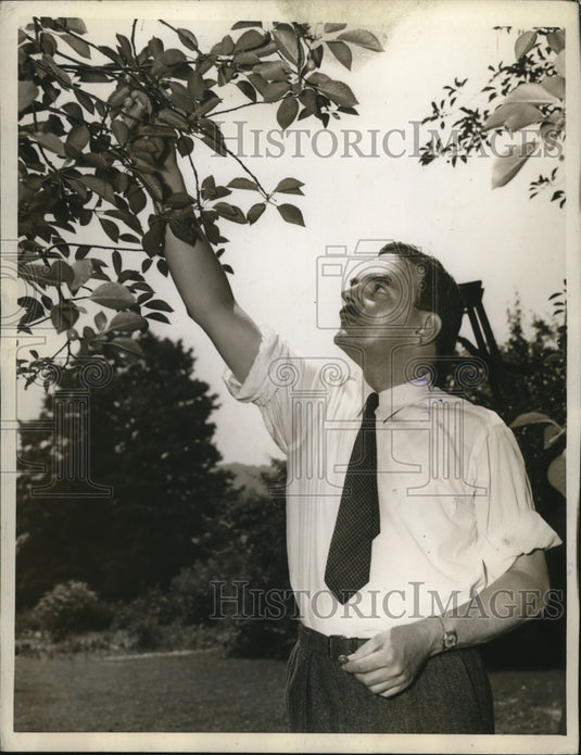 1944 Press Photo New York Governor Lehman Inspects His Cherry Trees NYC-Historic Images