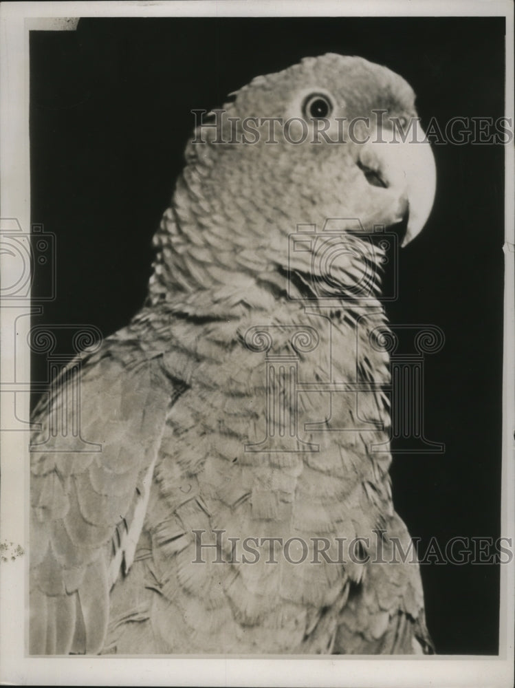 1939 Press Photo New York Common Green Parrot NYC - Historic Images