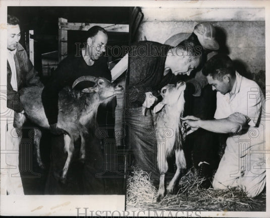1950 Press Photo handlers tending to sheep in Binghamton, NY - Historic Images