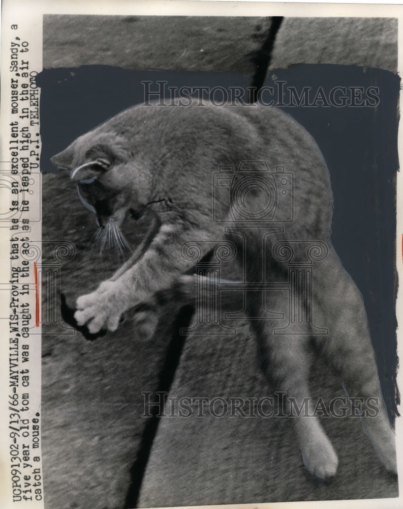 1966 Press Photo Cat Leaps High to Catch Mouse in Mid-Air - Historic Images