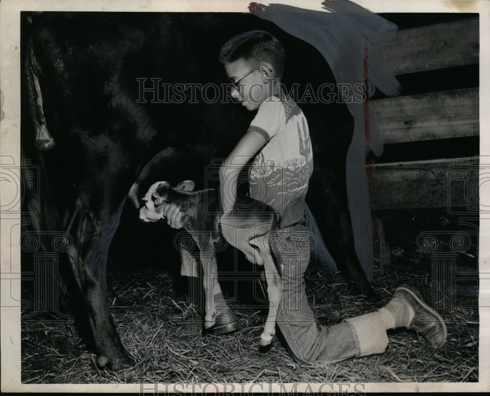 1954 Clifford Marcellus & calf with its mom at Cleveland stockyards - Historic Images
