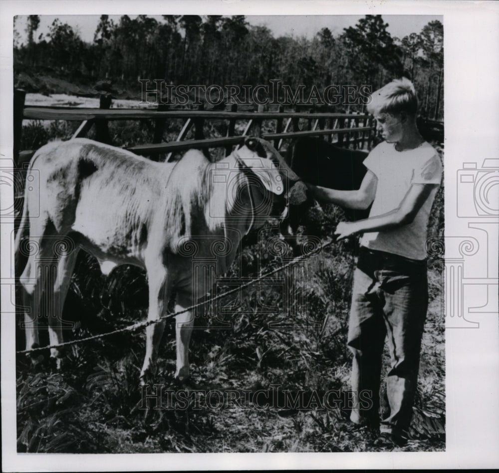 1953 Ronald Reyer &amp; Bull at Boy&#39;s Town Rodeheaver Ranch, Florida - Historic Images