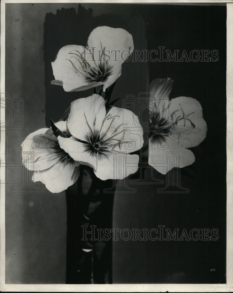 1932 Press Photo Primrose - Historic Images