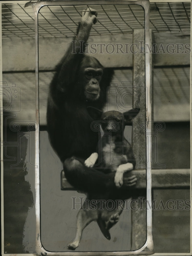 1927 Propinquus Chimpanzee &amp; Dog at John Hopkins University-Historic Images