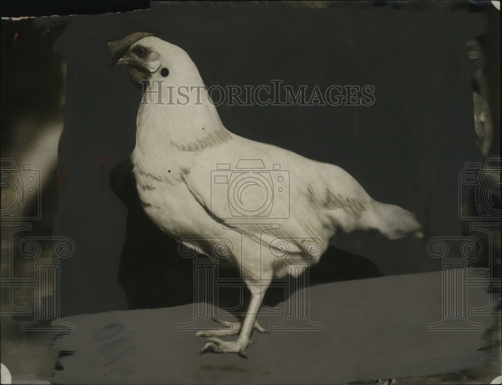 1924 Press Photo Leghorn Chicken of Cherryland, California - neo04292-Historic Images