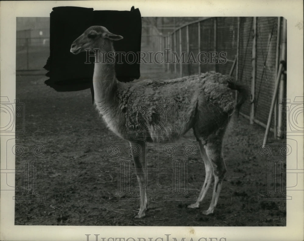 1944 Press Photo Pictured is a Guanaco Llama - neo05314-Historic Images