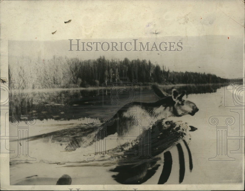 1924 Press Photo Mr. Moose plows through Northland Lake ahead of photographer - Historic Images