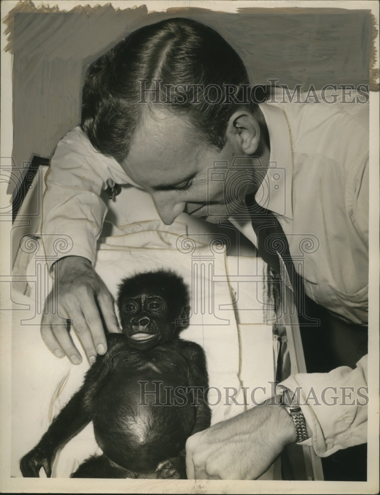 1950 Press Photo Dr. Wallace Wendt with Baby Gorilla - Historic Images