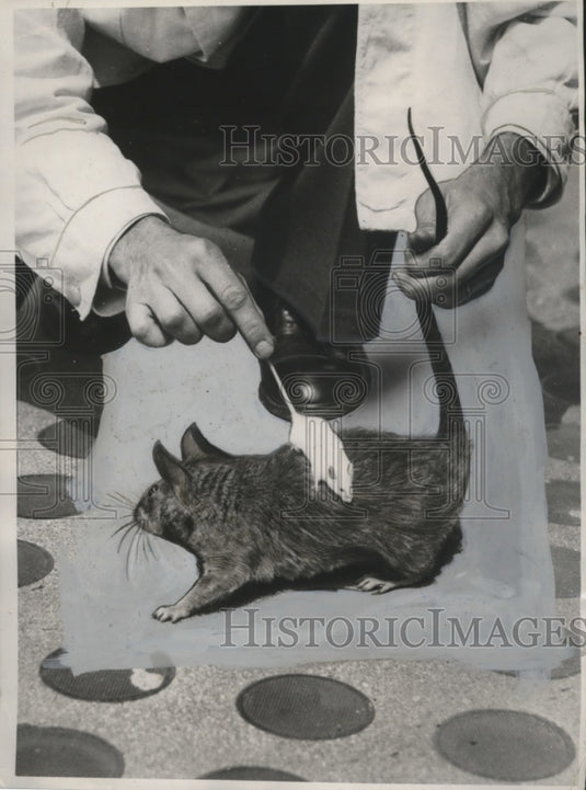 1939 Press Photo Biggest Rat in the World Compared with Mouse, Pasteur Institute - Historic Images