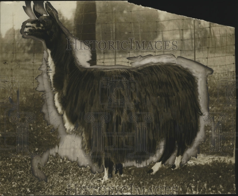 Press Photo Llama in Brookside Zoo, Cleveland, Ohio - neo12290-Historic Images