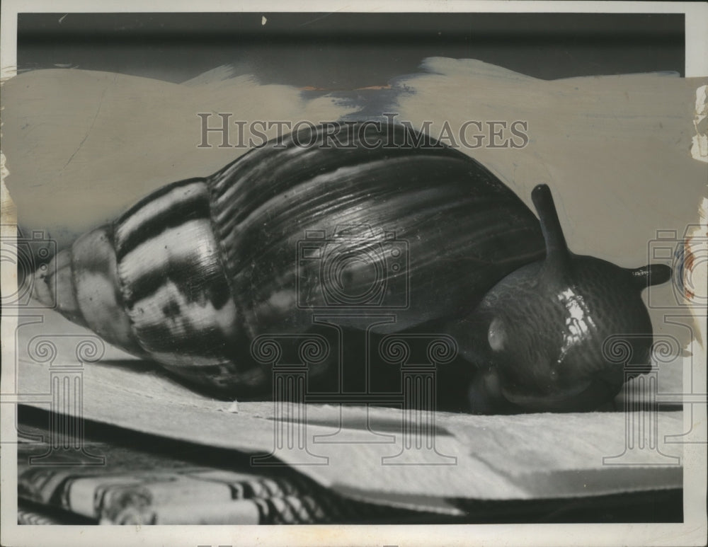 1947 Press Photo Invasive Snail Species Found Near Army Surplus Supply Area - Historic Images